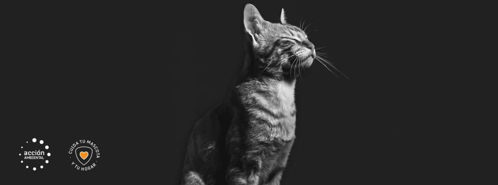 Protech Gatos