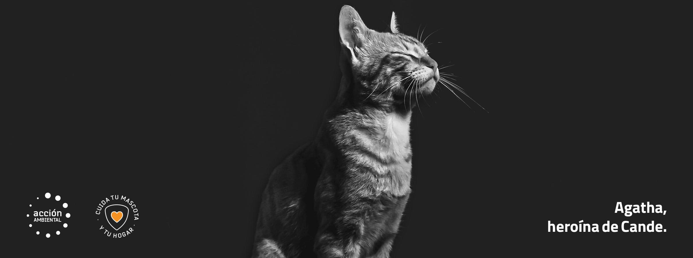 Protech Cats