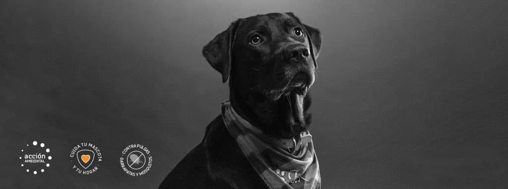 Protech Perros