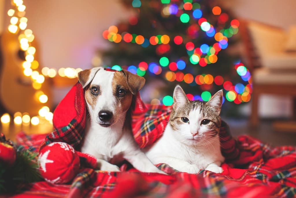 Cuidados de nuestras mascotas en las fiestas