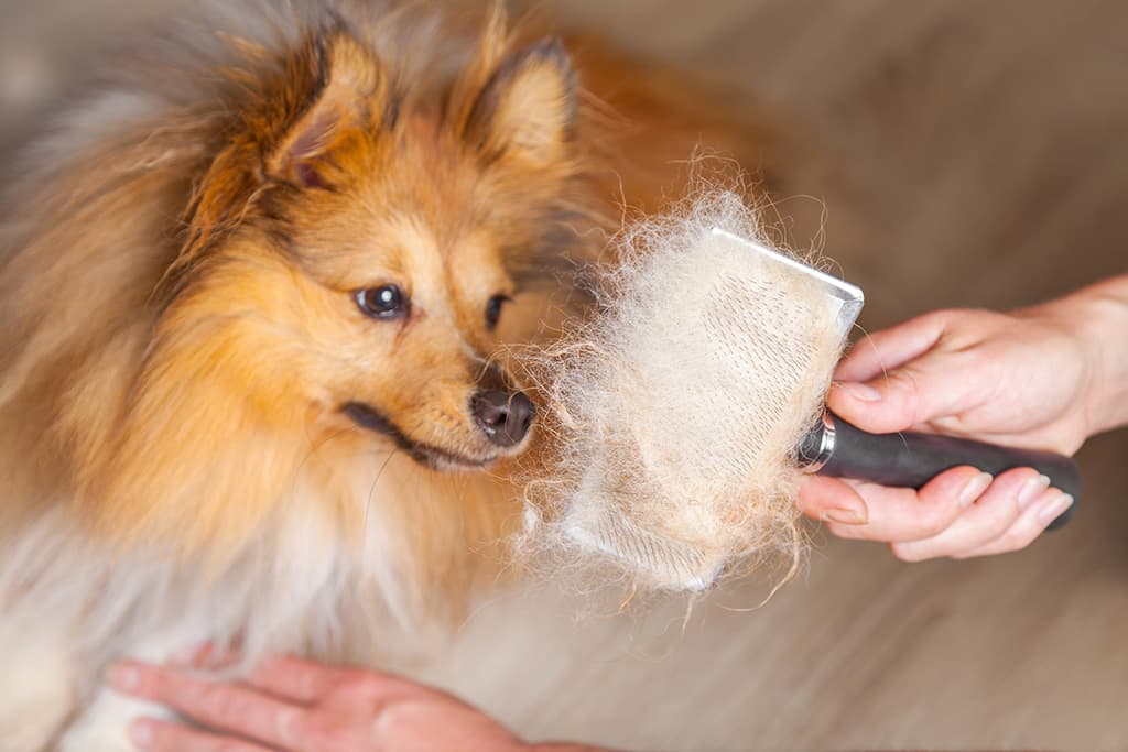 Pelo y piel en nuestras mascotas: mucho más que estética