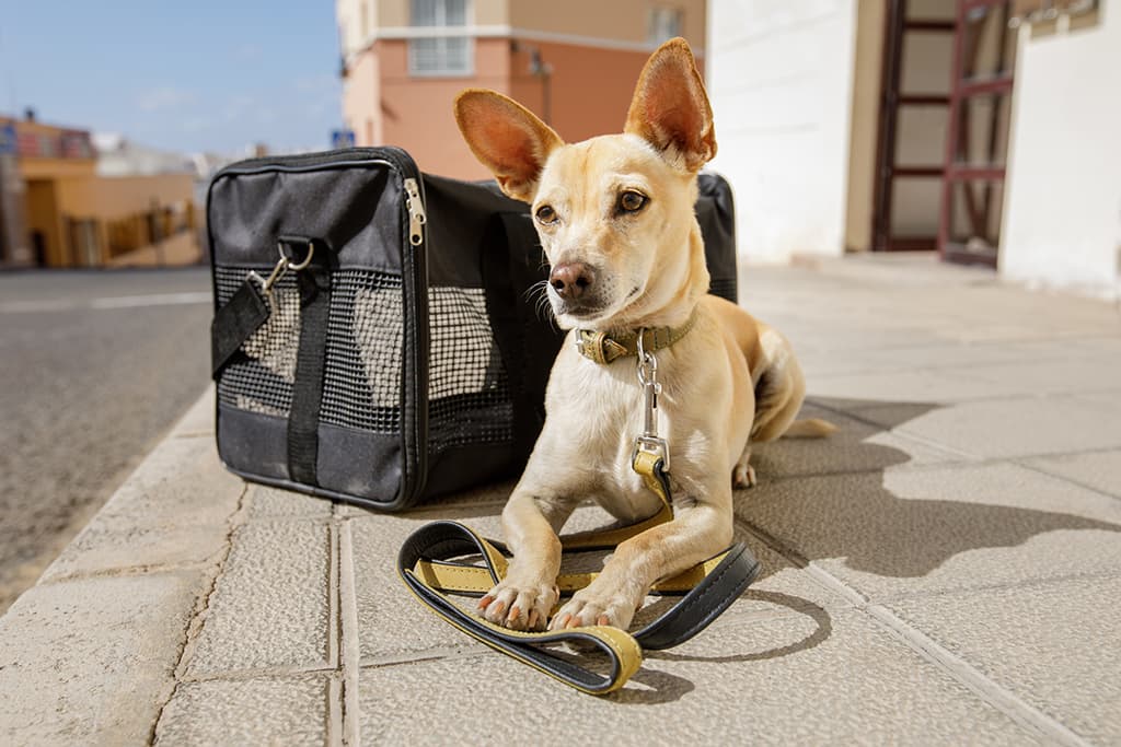 Viajes y mascotas: Qué tomar en cuenta