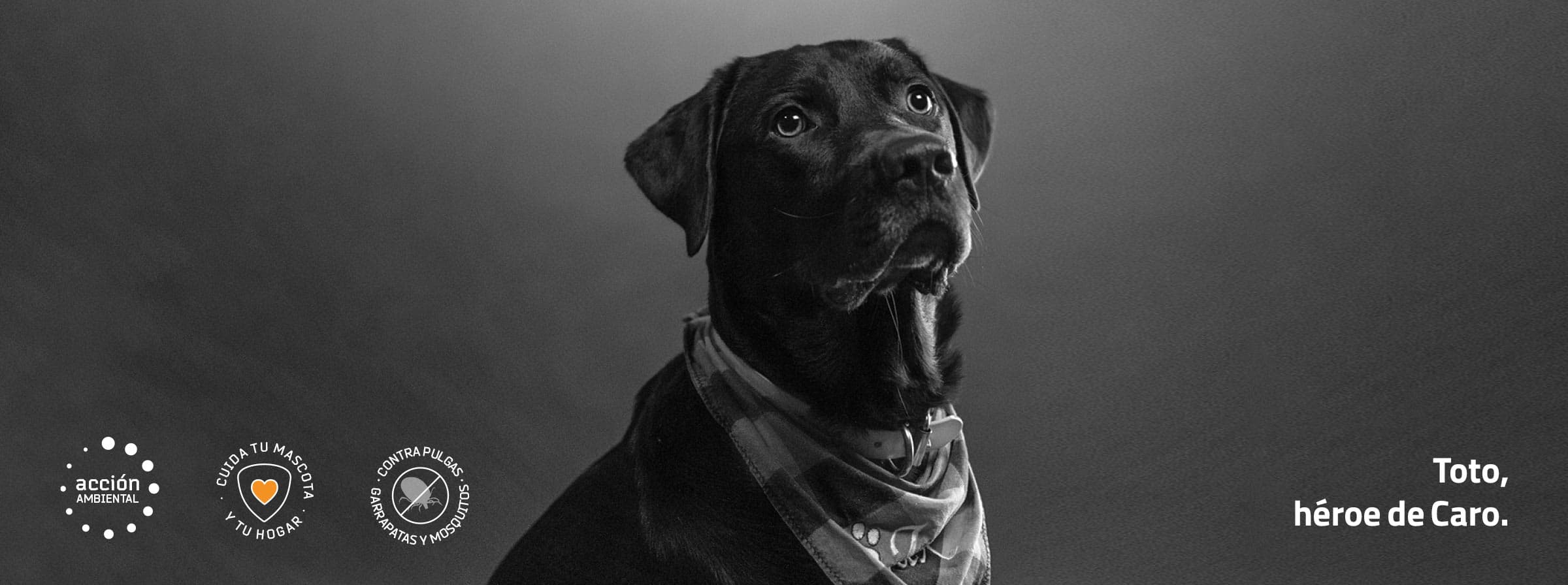 Protech Cães