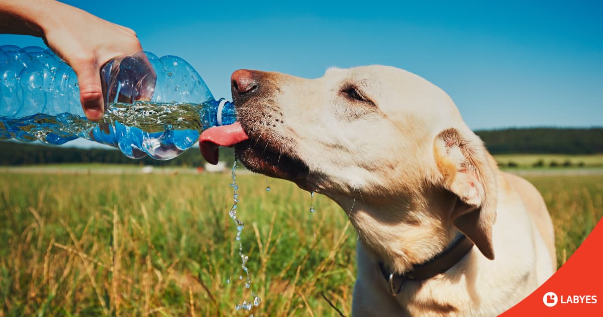 Perro tomando agua en día de calor