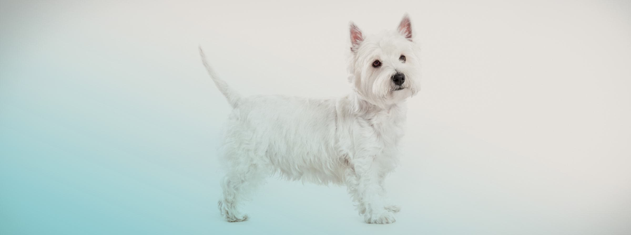 Canis Fullspot