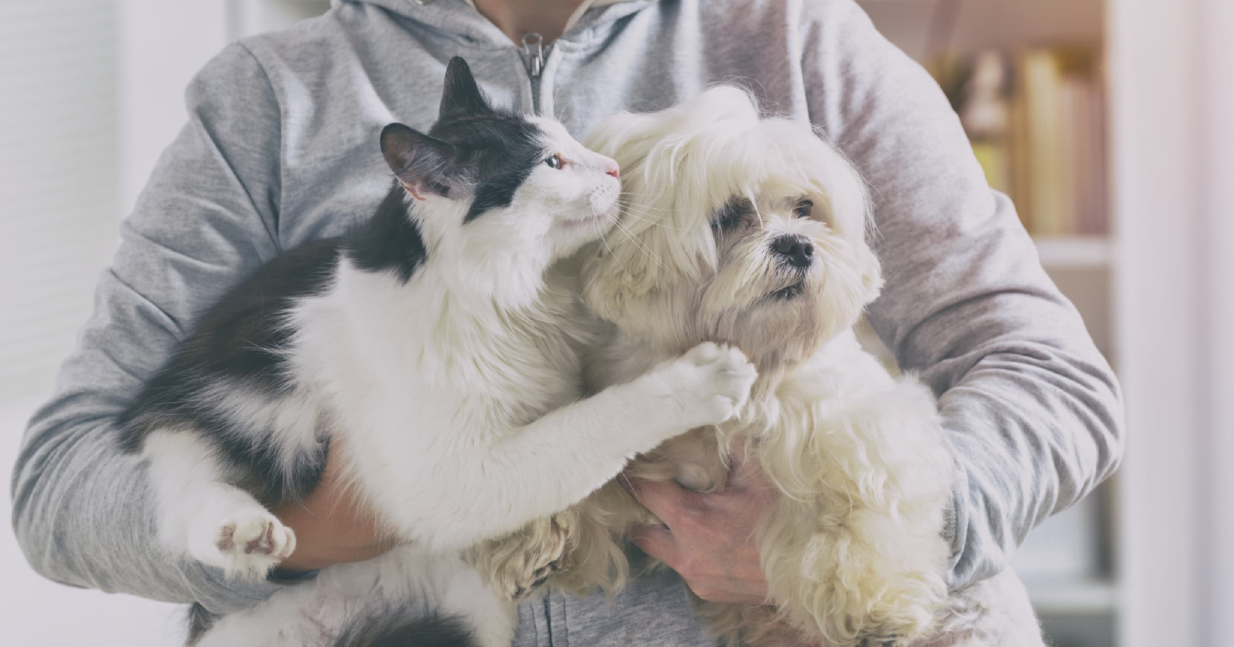 Desparasitar perros y gato es muy importante