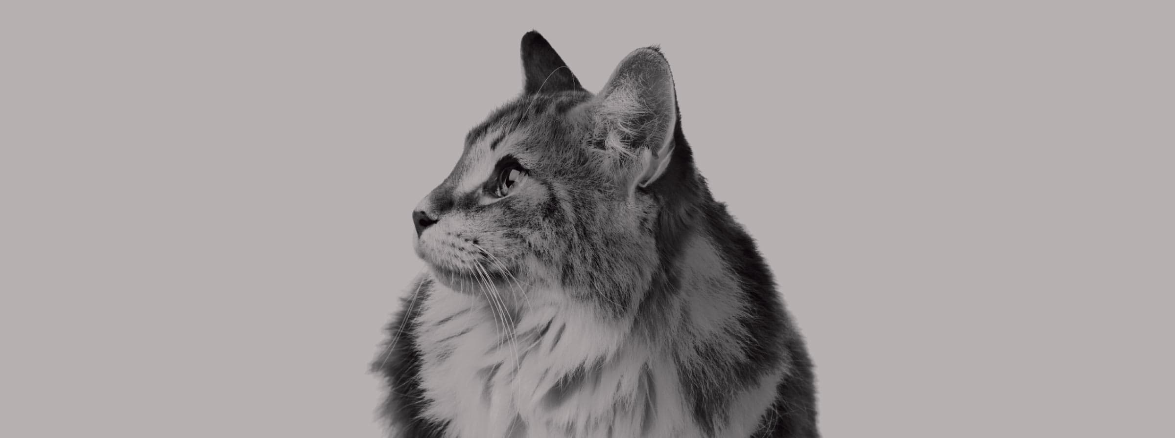 Feline Endospot