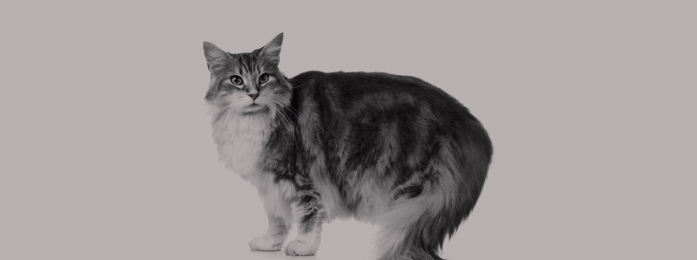 Feline Fullspot