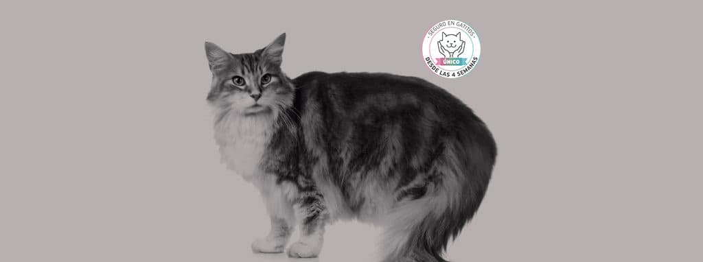 Feline Fullspot