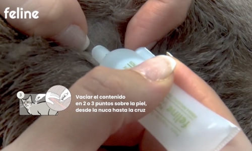 ¿Cómo aplico la pipeta Feline?