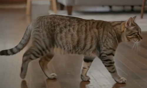 Tu gato está bien, todo está bien