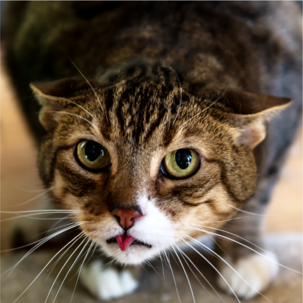 Del búnker al spa: cómo proteger a nuestros gatos de la pirotecnia - Labyes