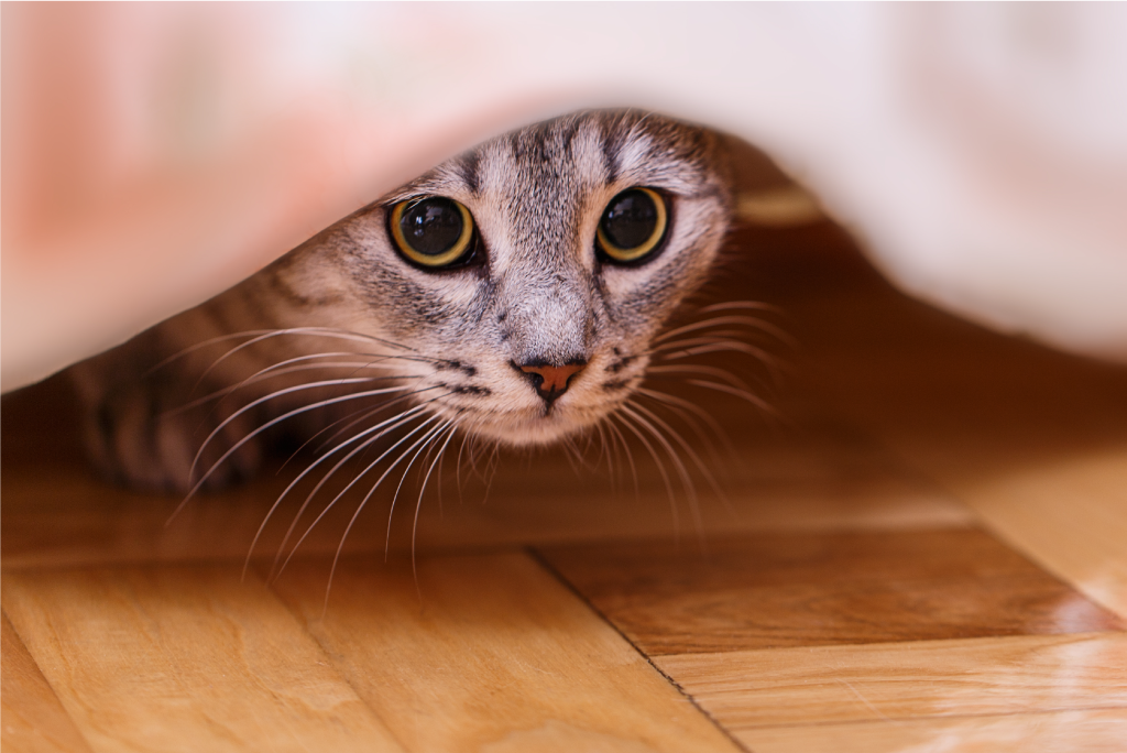 Manejo del estrés en gatos durante la cuarentena - Labyes