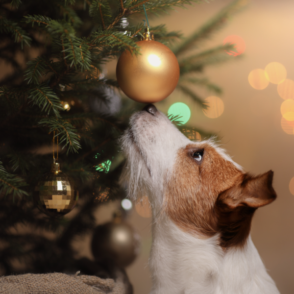 Árvore de Natal e os pets: como fazer uma decoração segura - Labyes